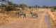 Tanzanie - 2010-09 - 230 - Serengeti - Zebres